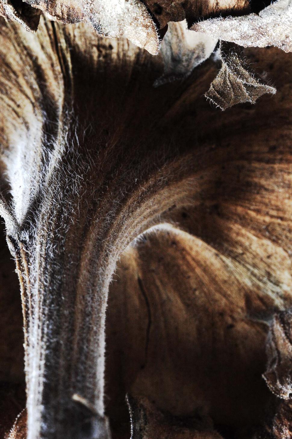 Free Image of Dried Sunflower 