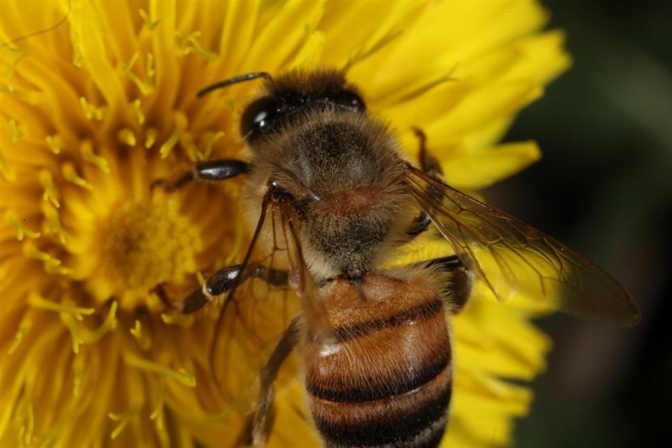 Free Image of Bee on Yellow Flower 