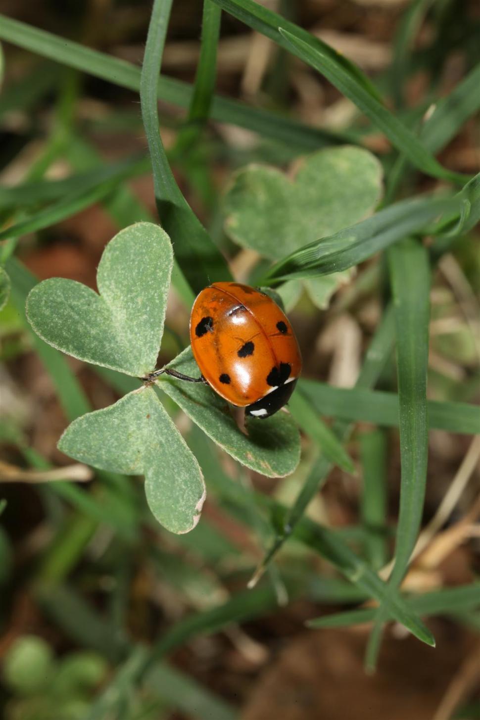 Download Ladybug Insect Illustration Royalty-Free Stock