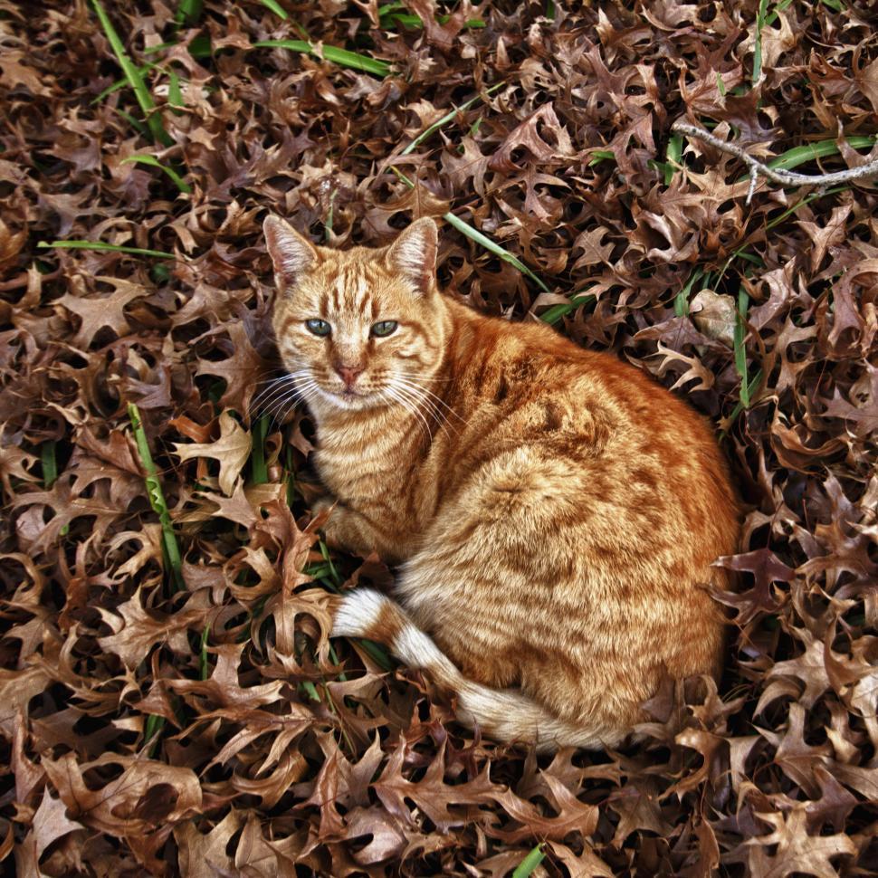 Free Image of Autumn Cat 