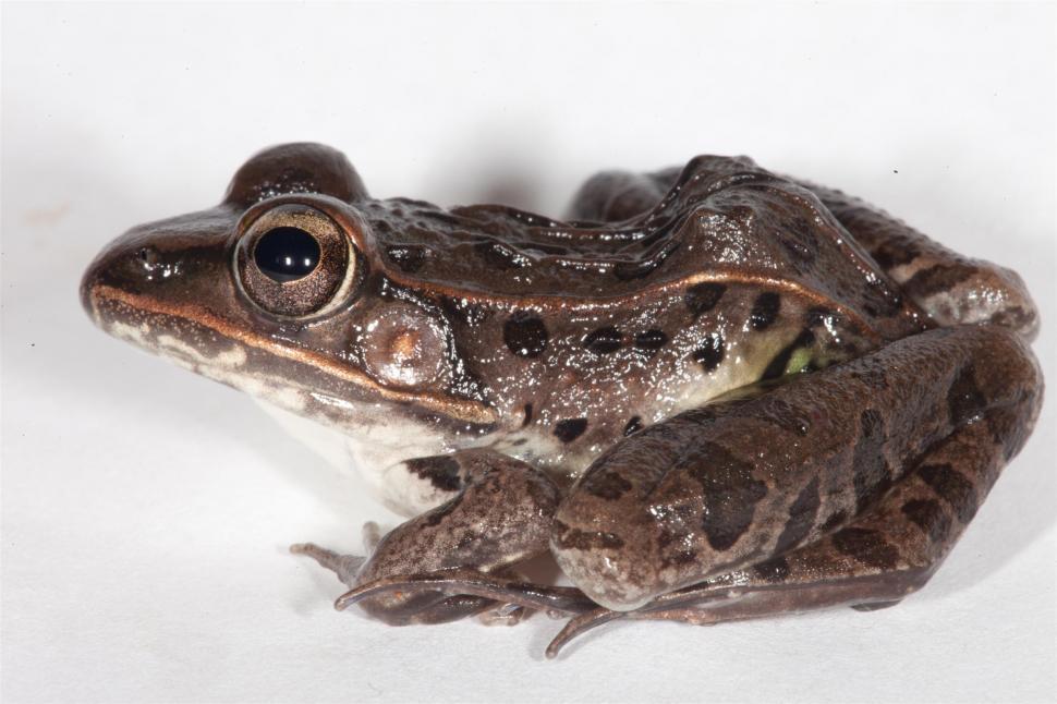 Free Stock Photo of Leopard Frog | Download Free Images and Free ...