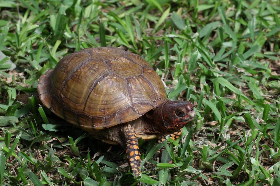 Free Stock Photo of Box Turtle | Download Free Images and Free ...