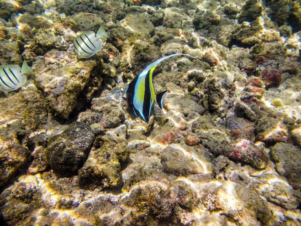 Free Stock Photo of Fish underwater | Download Free Images and Free ...