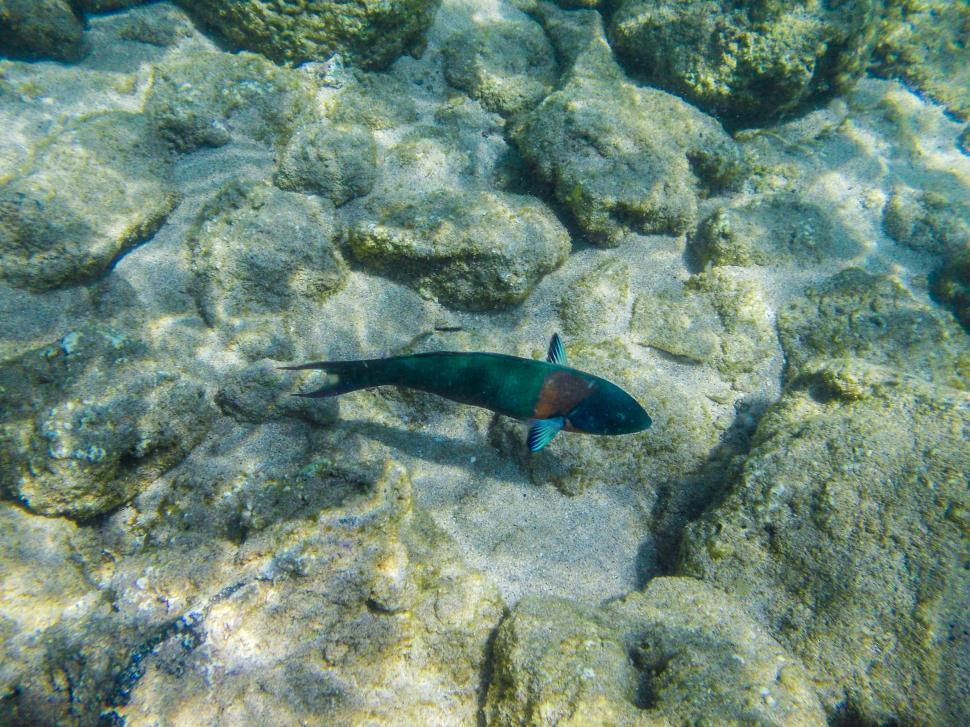 Free Image of Fish underwater 