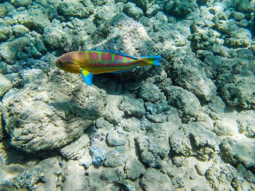 Free Stock Photo of Fish underwater in Kauai Download Free Images and