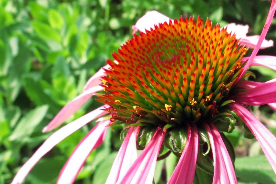 Free Stock Photo of Close Up of a Purple Coneflower in Bloom in Early