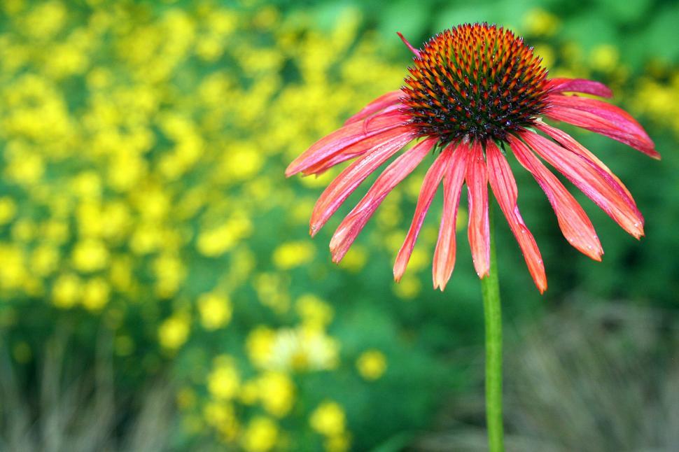 Free Stock Photo of Purple Coneflower in Bloom in Summer Download