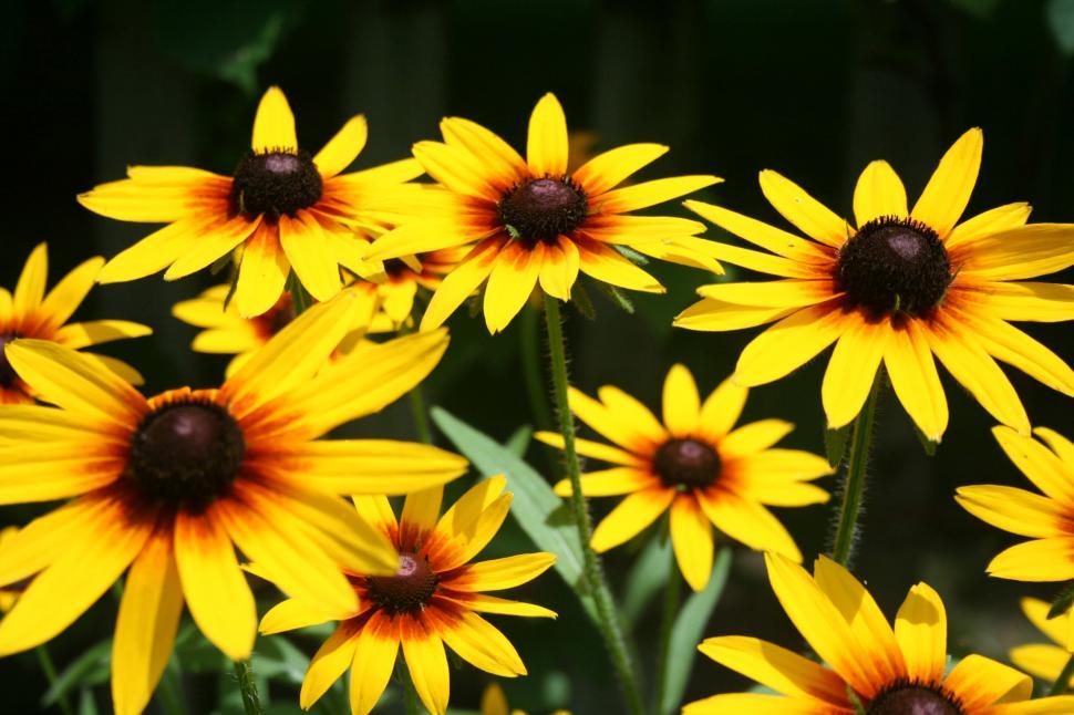 Free Image of Black-Eyed Susans Blooming in a Backyard Garden 