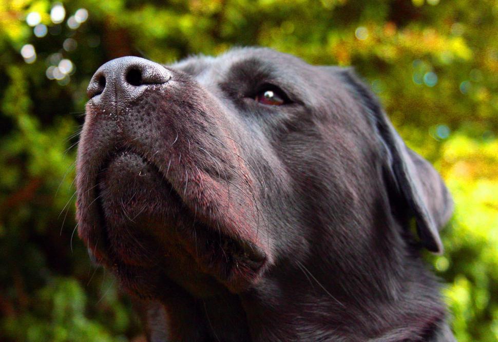 Free Image of Jasper 