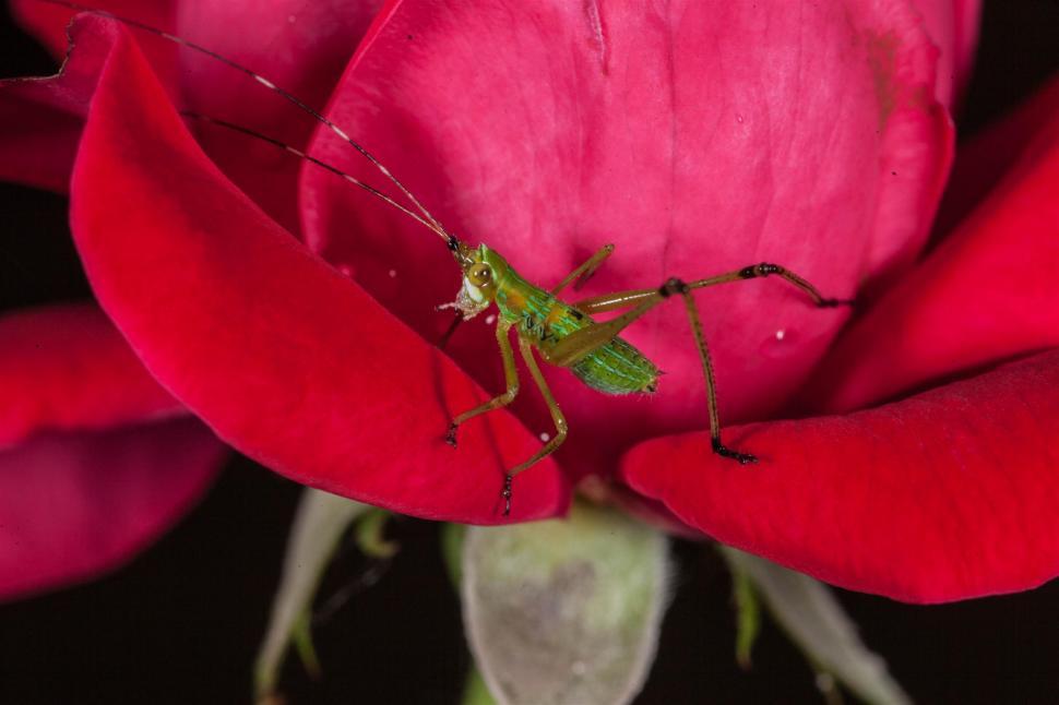 Free Image of Green Field Cricket macro shot 