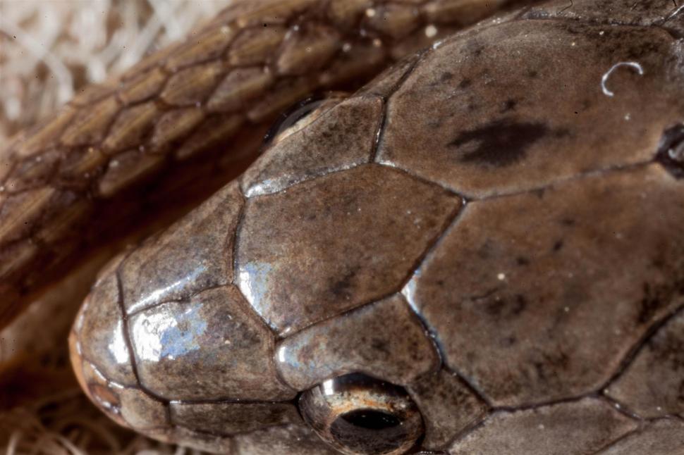 Free Image of Smooth Earth Snake 