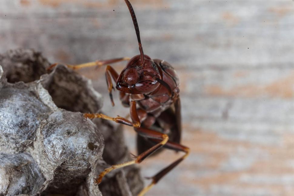 Free Image of Paper Wasp macro 