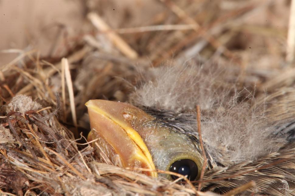 Free Image of Baby Bird Macro 