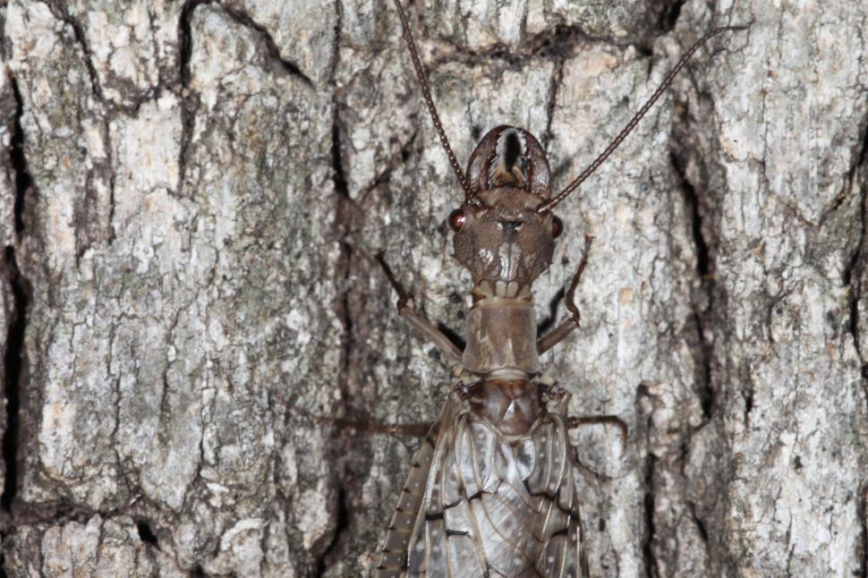 Free Stock Photo of Hellgramite dobson fly  Download Free Images and Free  Illustrations