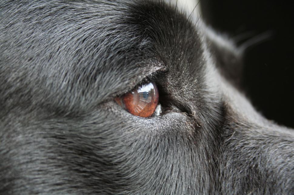 Free Stock Photo of Dog eye | Download Free Images and Free Illustrations