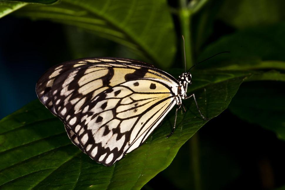 Free Image of Butterfly 