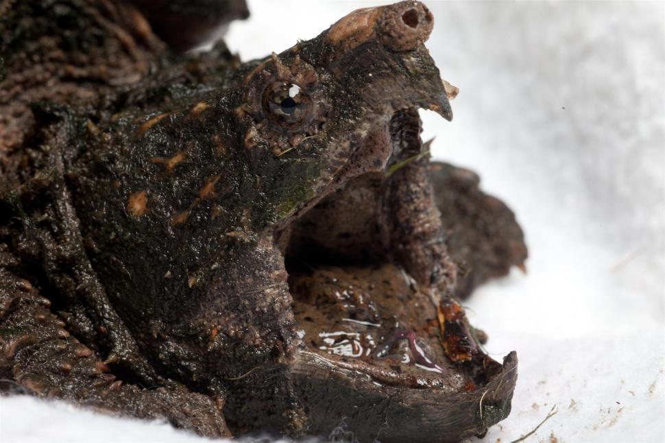 Free Image of Turtle 