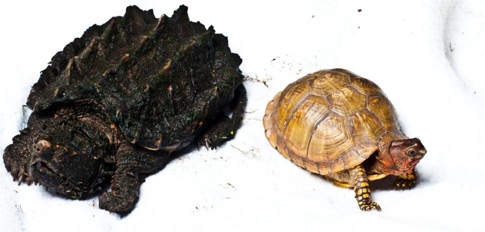 Free Image of Turtle 