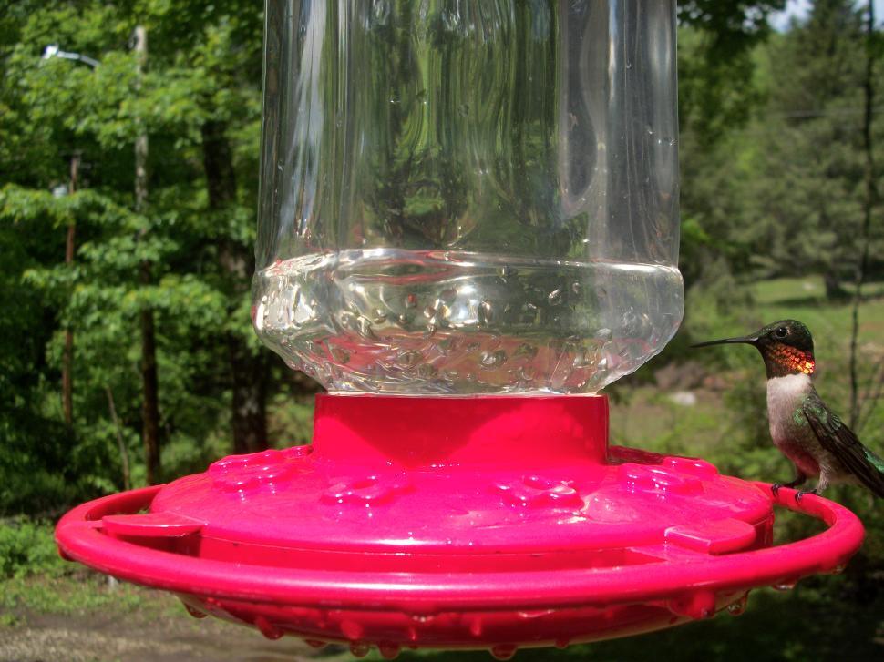 Free Image of Vibrant Male Hummingbird  