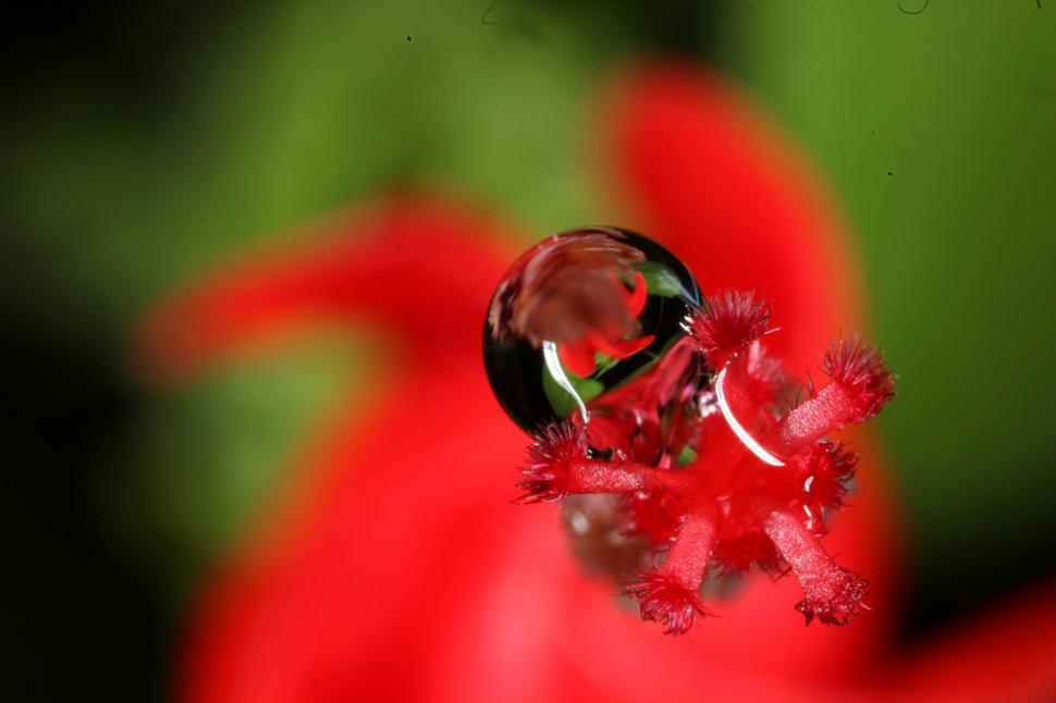 Free Image of Water drops on flowers 