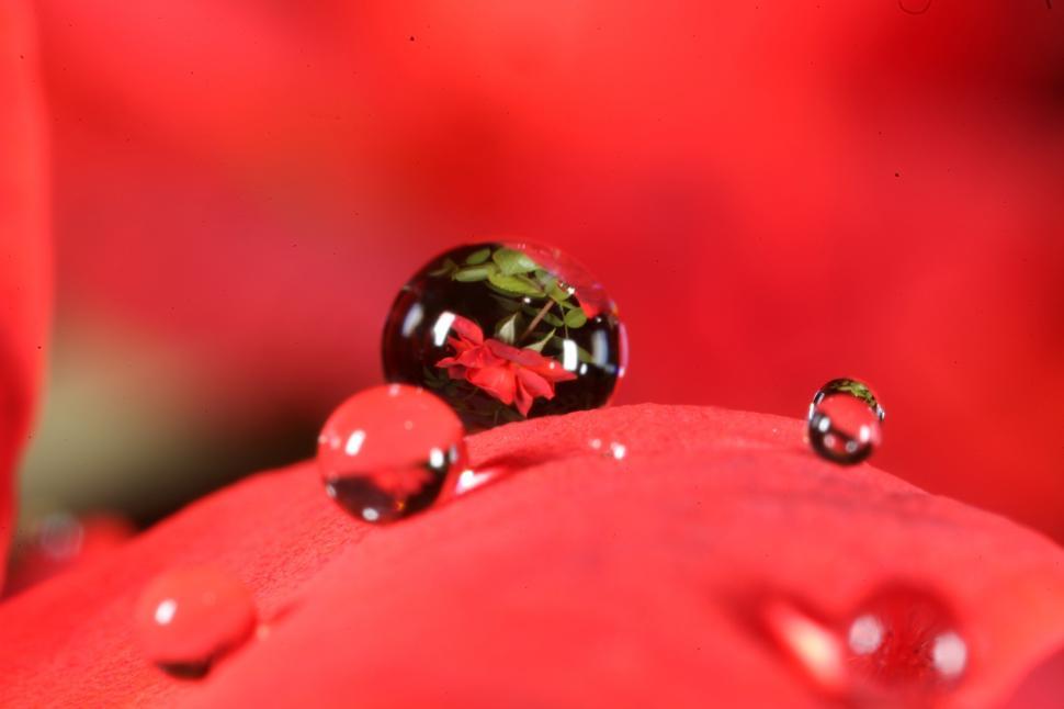 Free Image of Water drops on flowers 