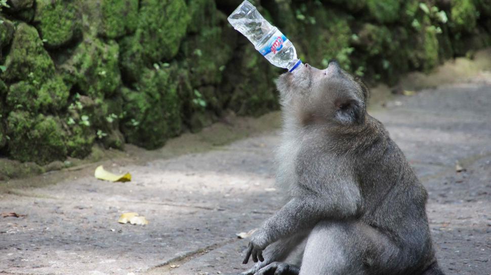 Free Image of Monkeys  