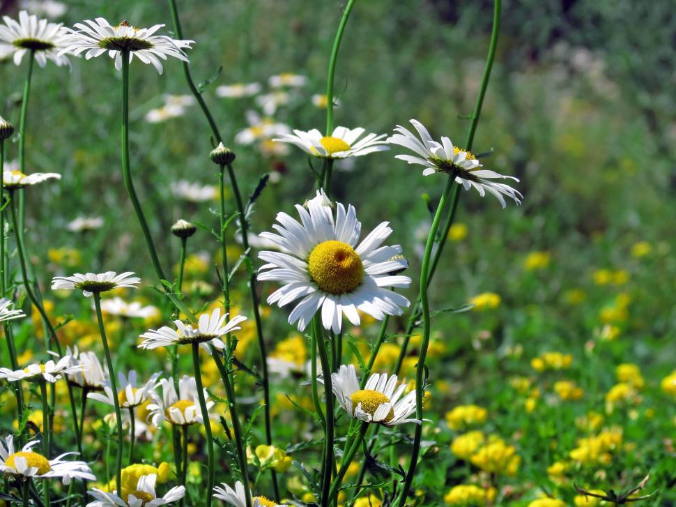 Free daisies pictures Types of
