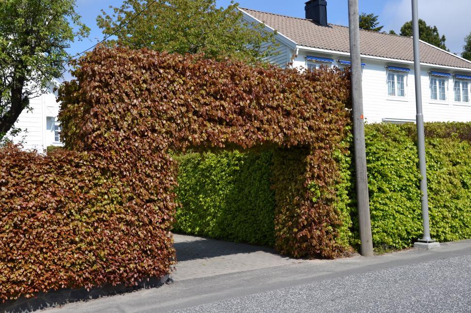 Free Image of Hedge of purple leaved common beech 