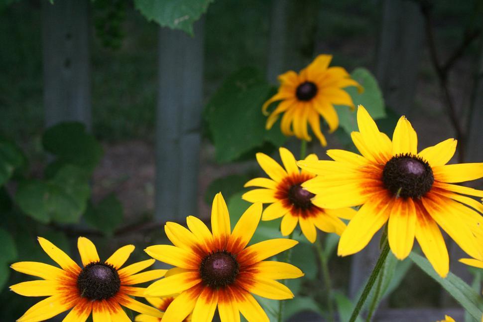 Free Image of Black-Eyed Susans in Bloom in a Backyard Garden 