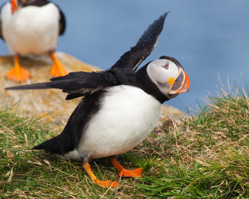 Free Image of Puffin 