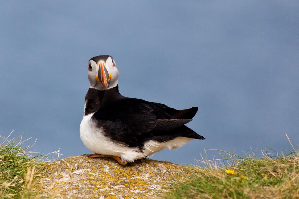 Free Stock Photo of Puffin | Download Free Images and Free Illustrations