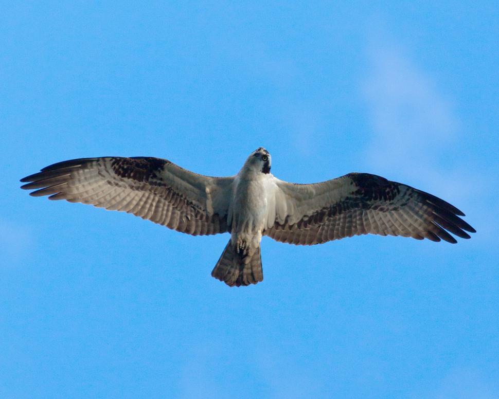 Free Stock Photo of Osprey | Download Free Images and Free Illustrations