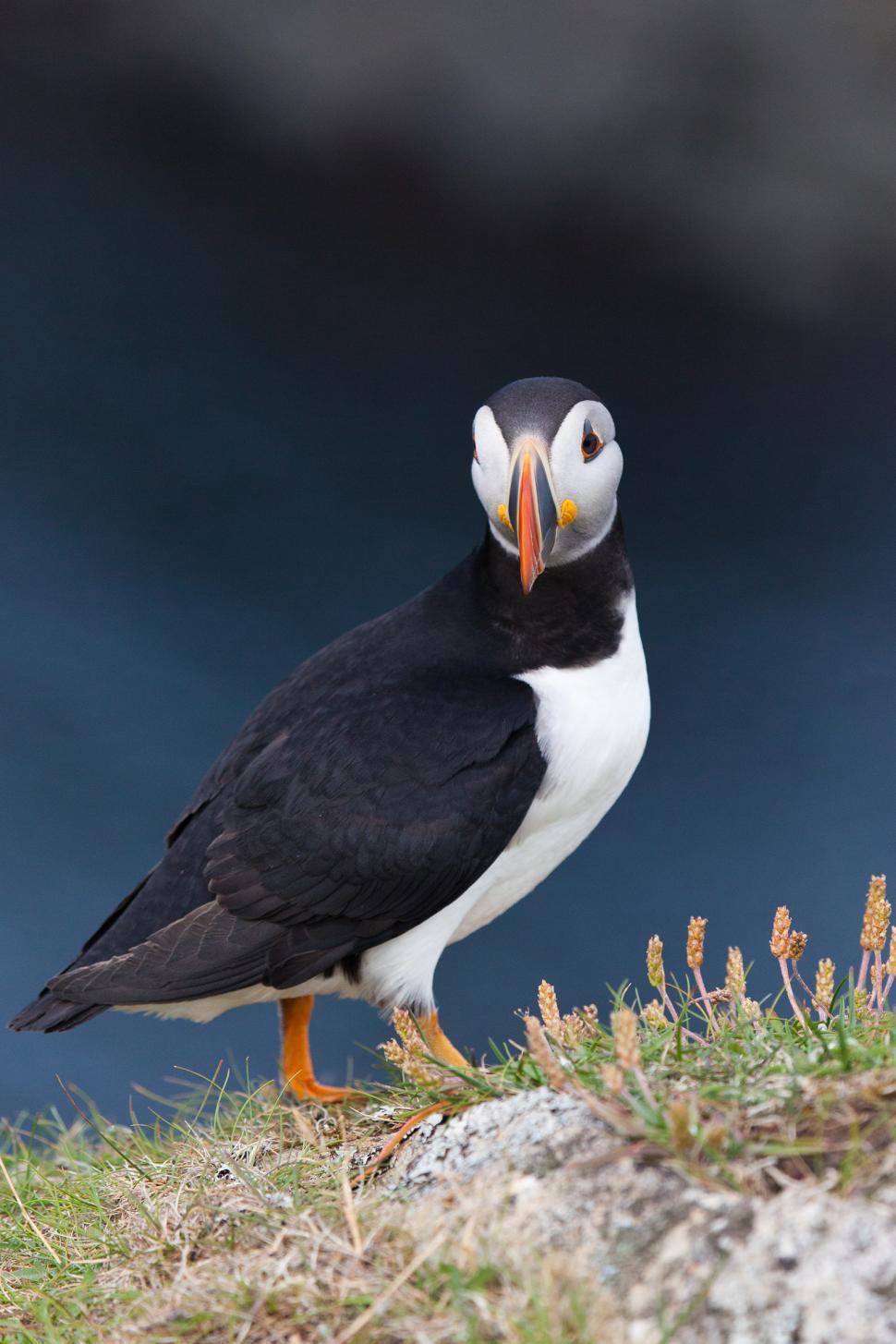 Free Stock Photo Of Puffin 