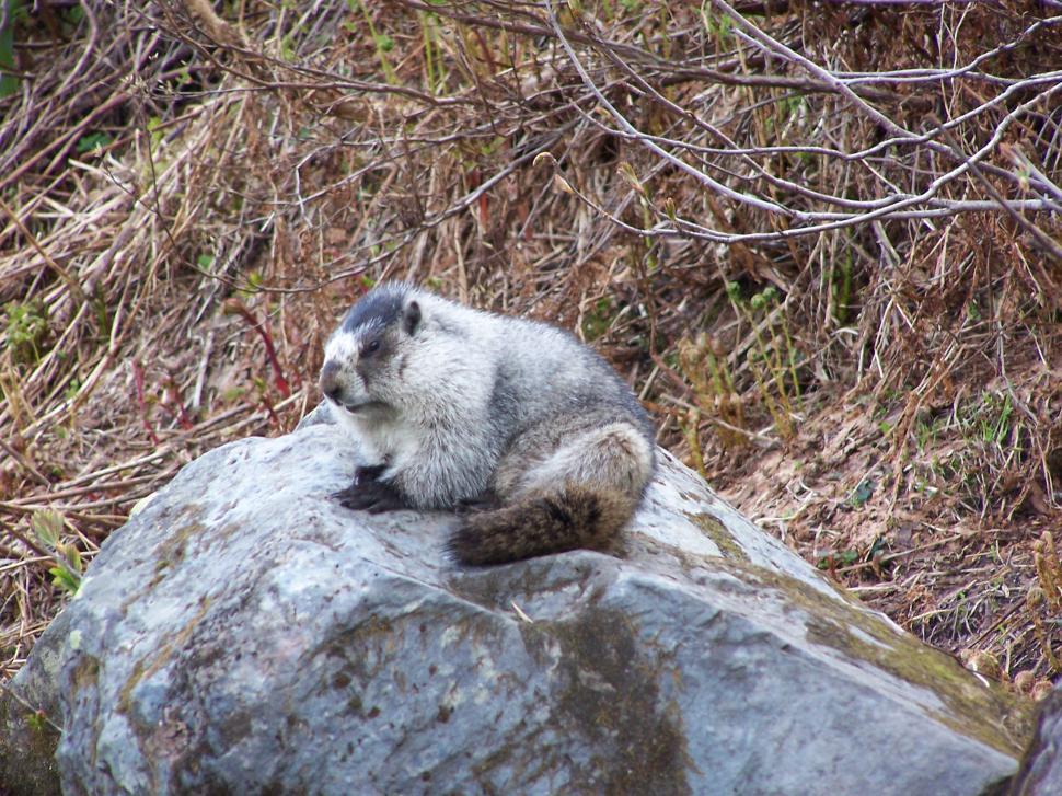 Free Image of Marmot in the meadow 
