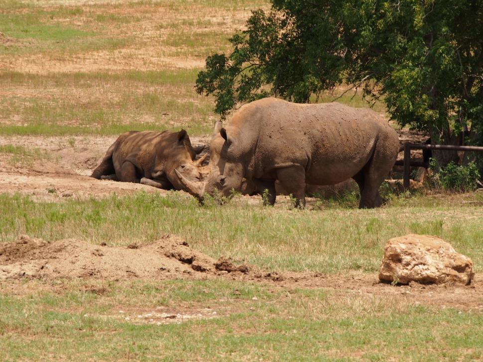 Free Image of Rhino at Fossil Rim 