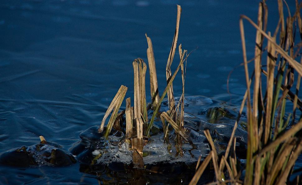Free Image of Frozen Plants 