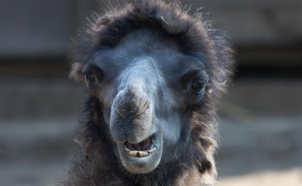 Free Image of It wasnt meZoofotografie Zoo Osnabrück 