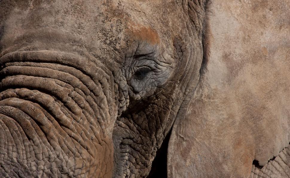 Free Image of Elephant EyeZoofotografie Zoo Osnabrück 