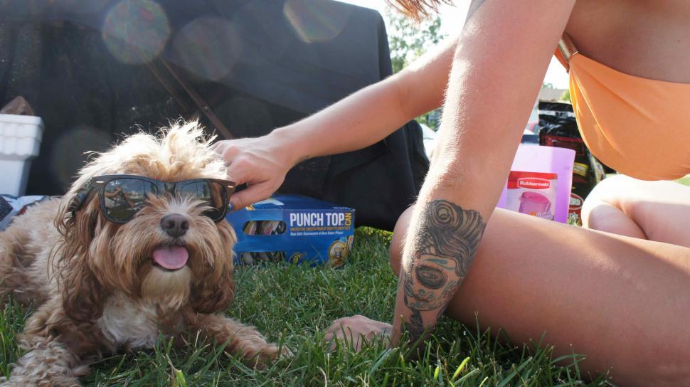 Free Image of Puppy Dog Wearing Sunglasses 