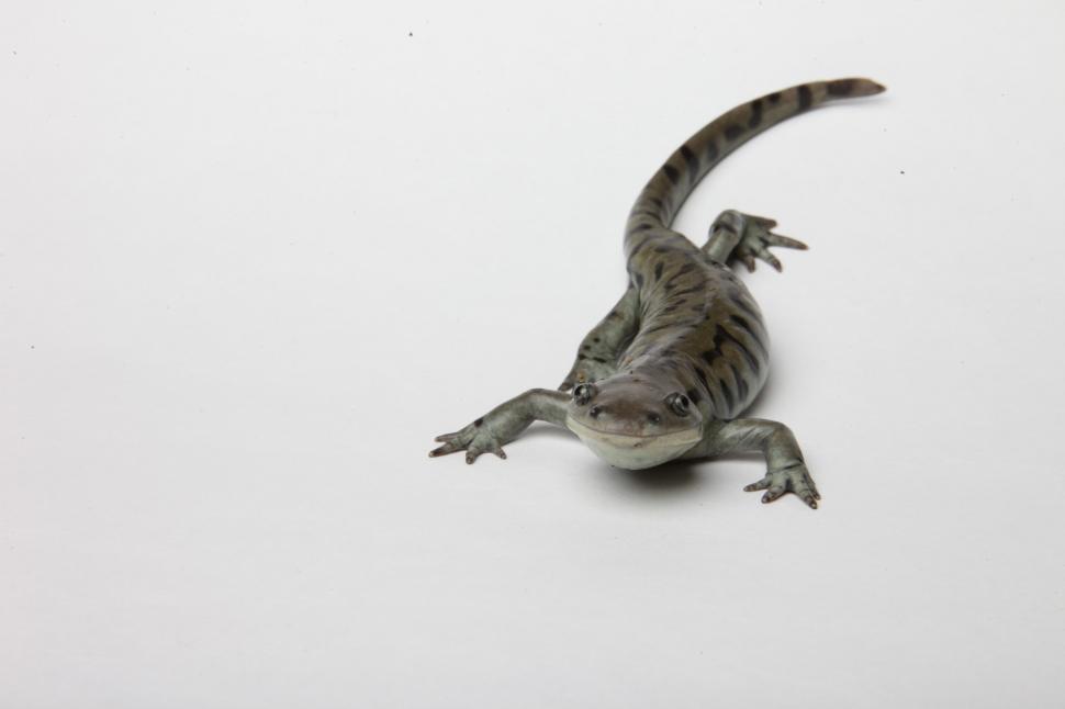 Free Image of Tiger Salamander 