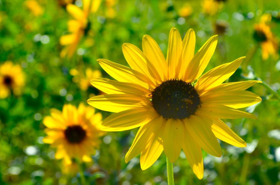 Free Image of Sunflower Reaches for the Sky 