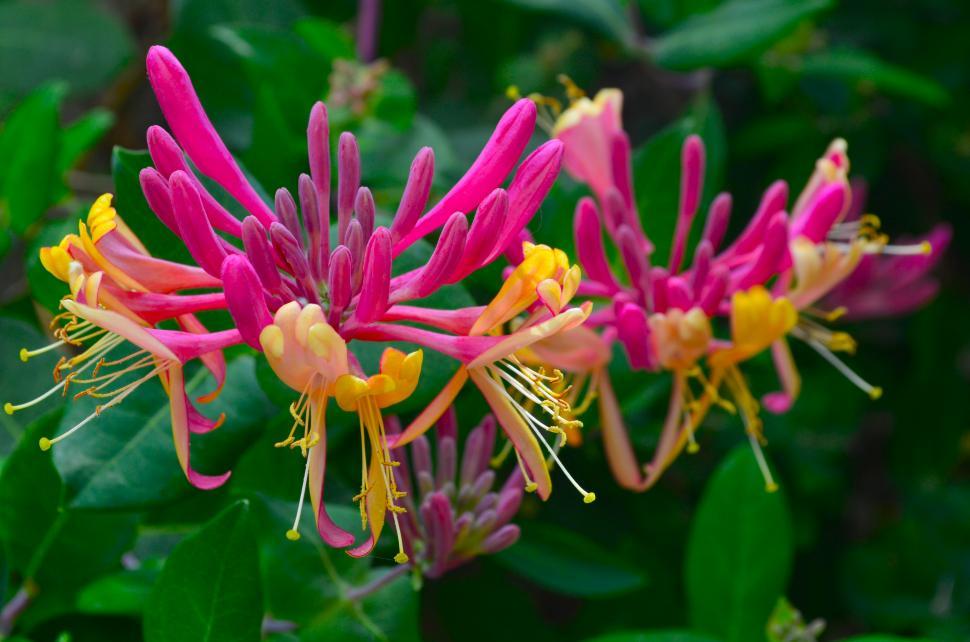 Free Stock Photo of Tropical Flower with Purple and Yellow | Download ...