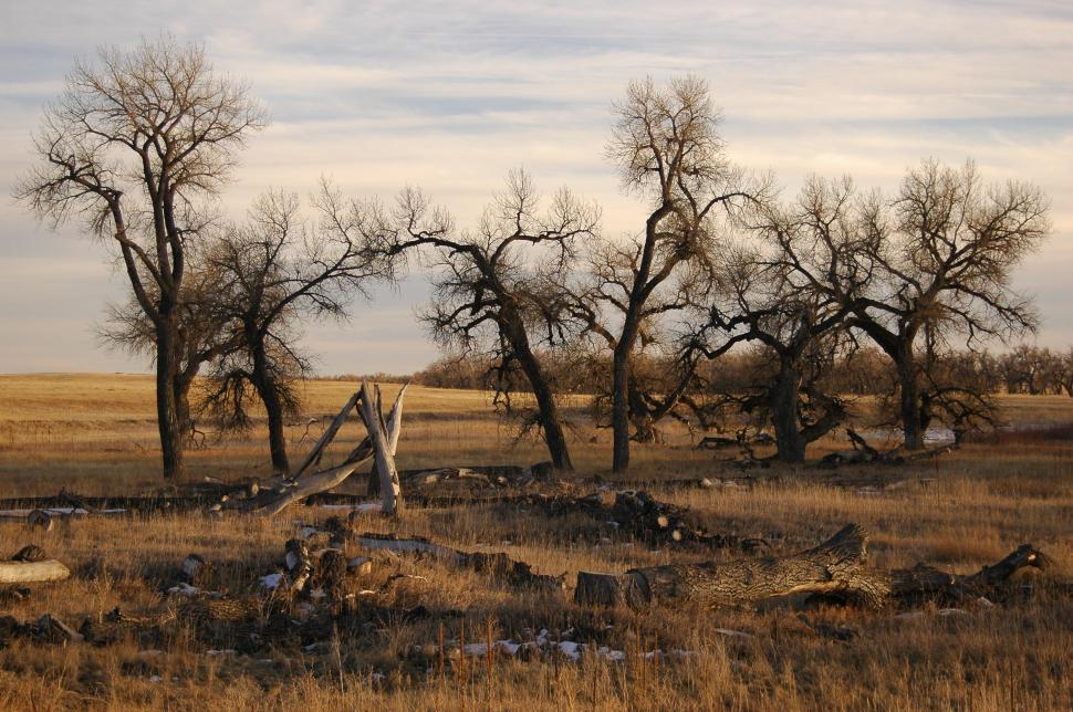 Free Image of A Herd of Cattle Grazing on a Dry Grass Field 