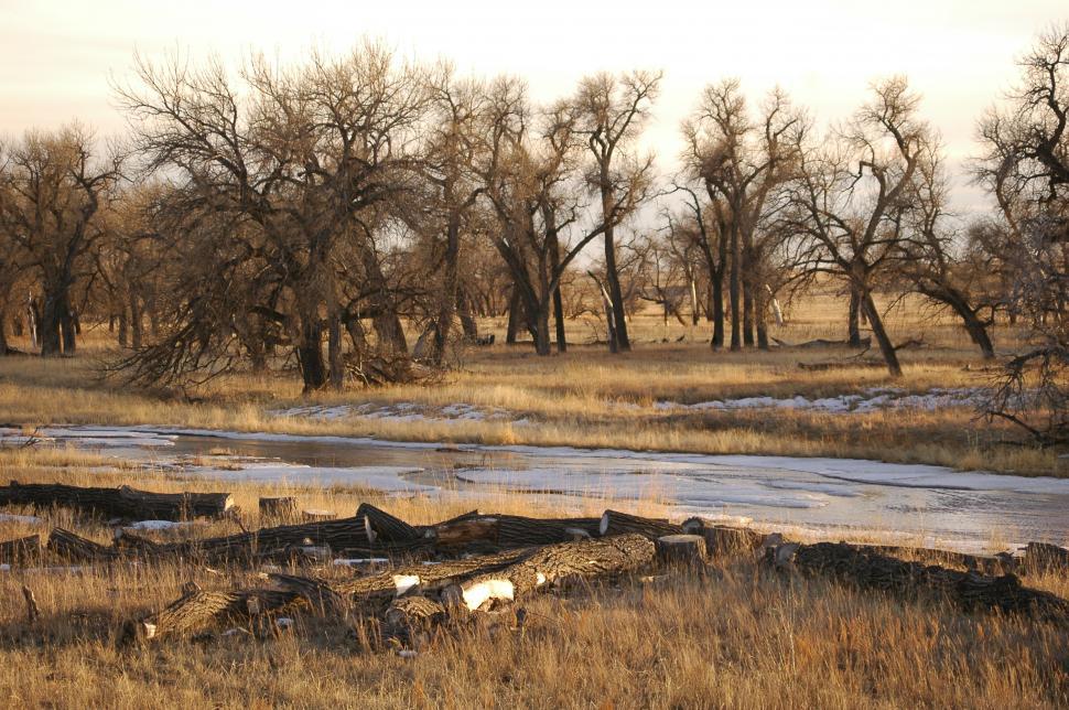 Free Image of Near Frozen river and Crooked Trees 