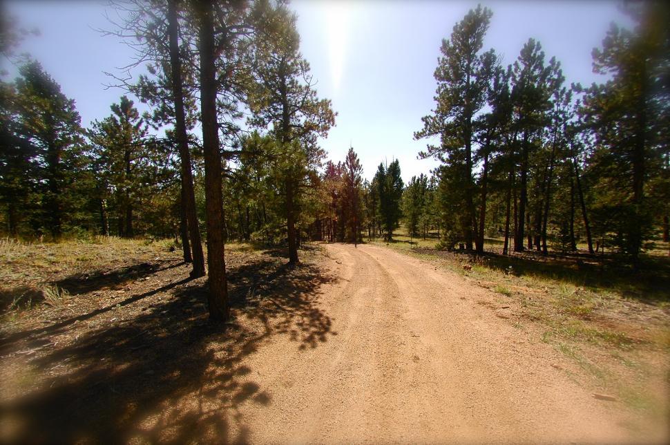 Free Image of Dirt Road through the Pine Trees 