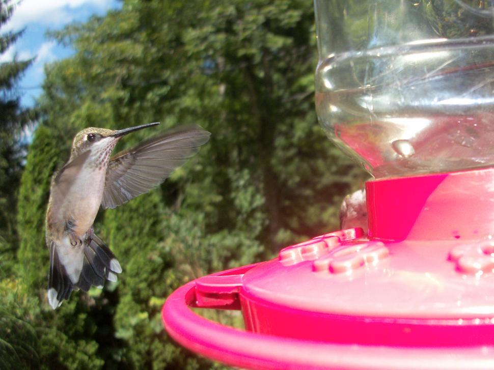 Free Image of Coming In For A Landing 