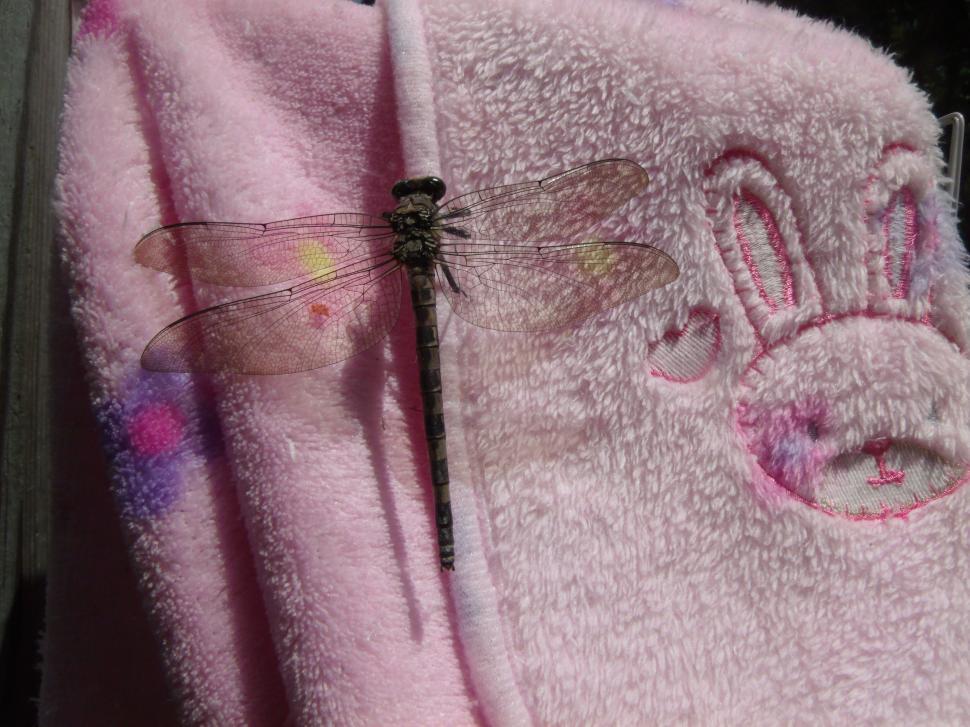 Free Image of Dragonfly 