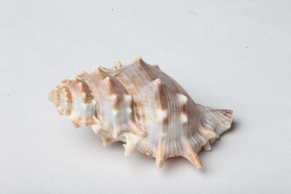 Free Image of Seashells 