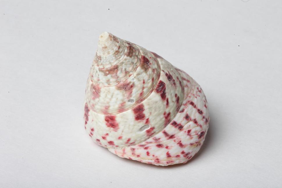 Free Image of Seashells 