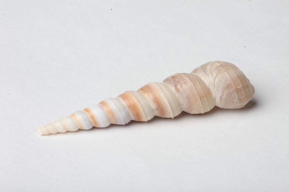 Free Image of Seashell 